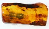 Two Fossil Gnat & Springtail In Baltic Amber #45177-2